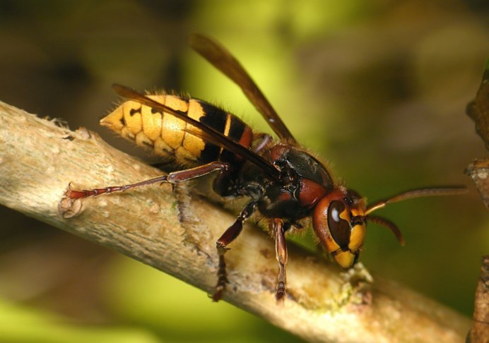 Тигровый Шершень