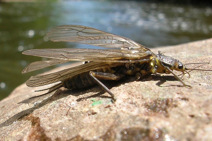 Азиатский Шершень