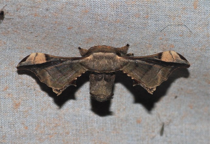 Жук ассасин