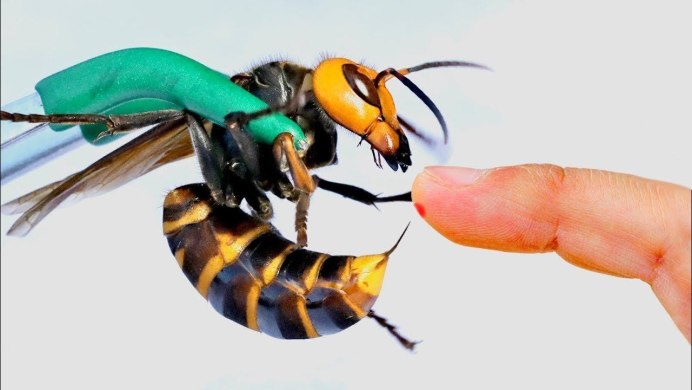 Азиатский Шершень