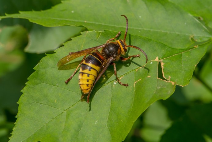 Дальневосточный Шершень