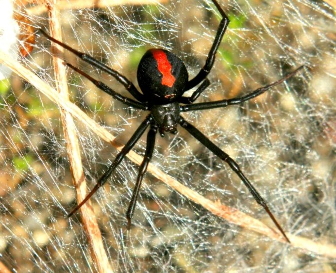 Дорожная Оса Помпилида