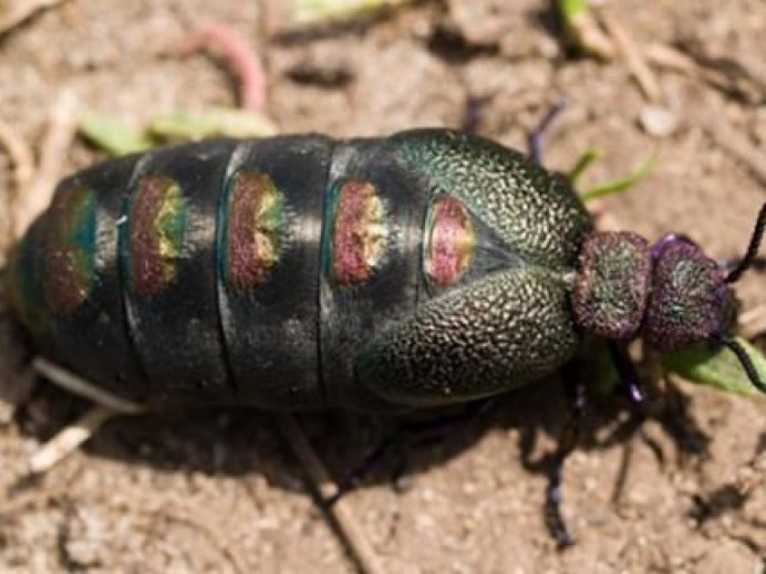 Златоглазка насекомое личинки