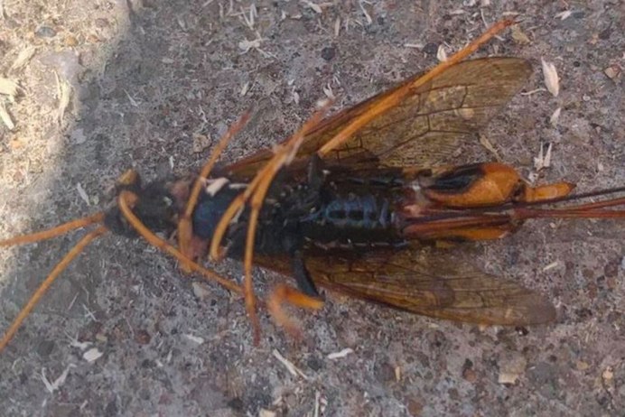 Азиатский Шершни в США 2020