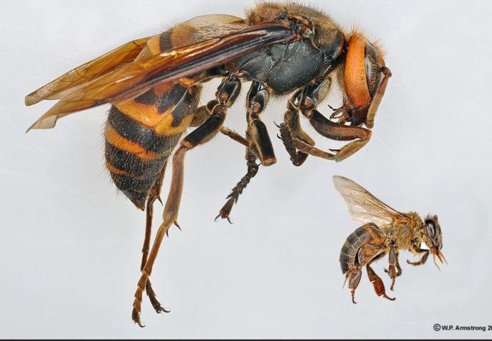 Шершень Дубовского