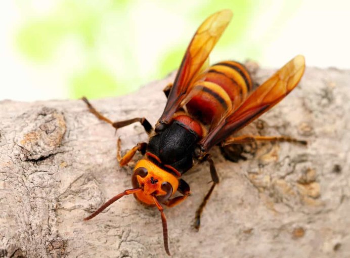 Аммофила Ammophila sabulosa