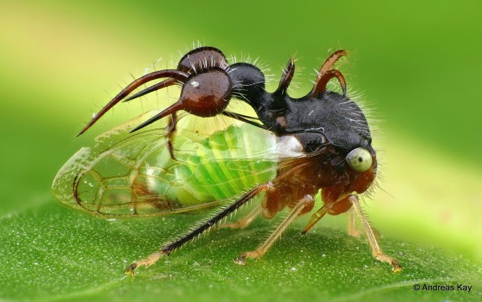 Кузнечик Толстун Палласа