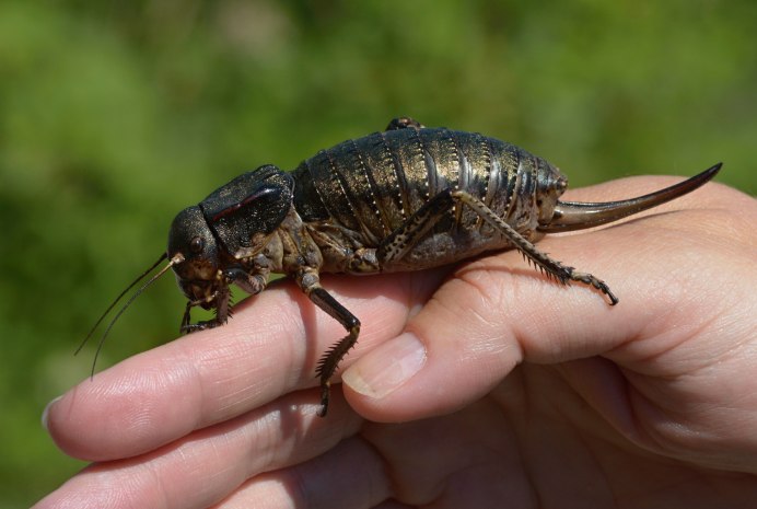 Жук уховёртка двухвостка