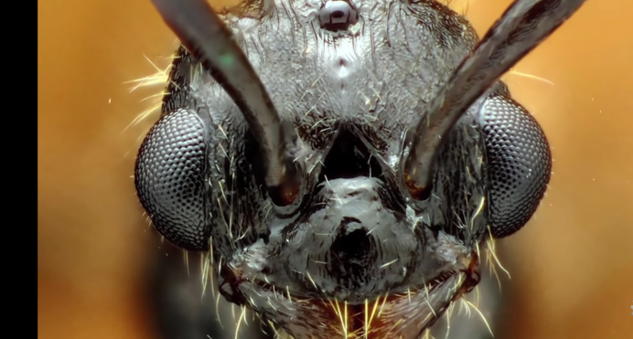 Cicindela hybrida (Linnaeus, 1758)