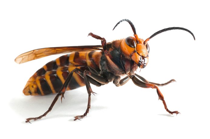 Королевский Шершень