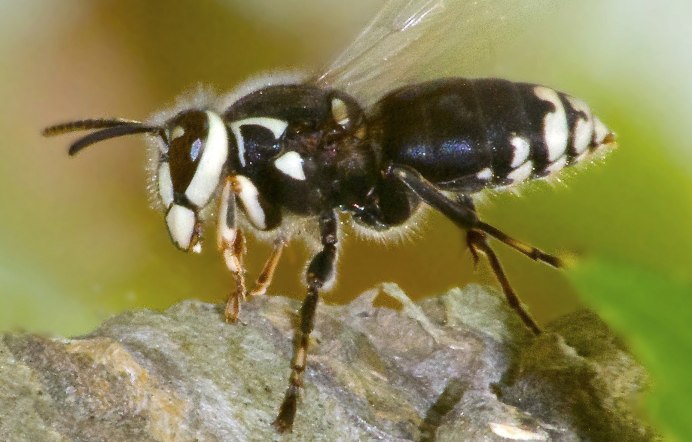Малярийный комар долгоножка