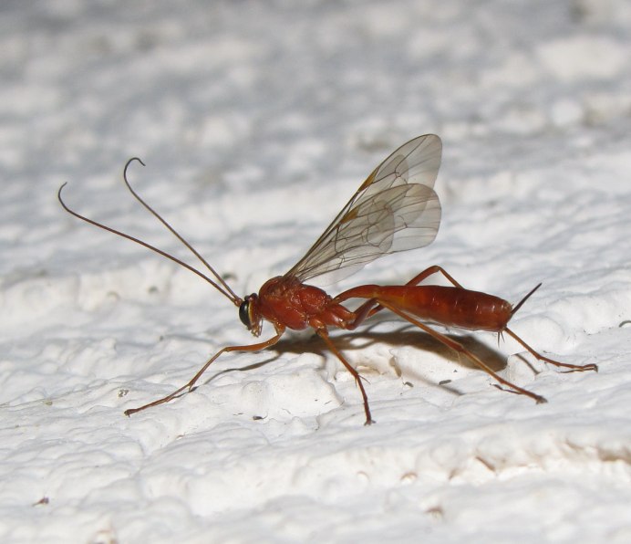 Богомол Idolomantis diabolica