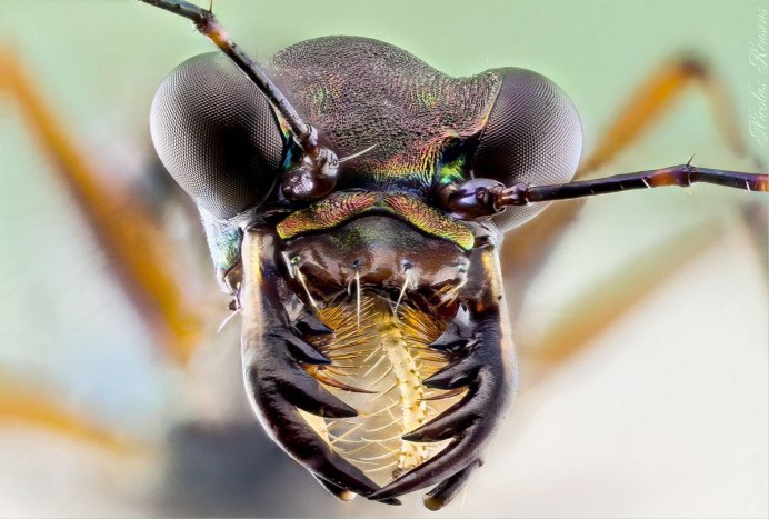 Белый Шершень