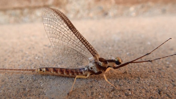 Шершни в Крыму