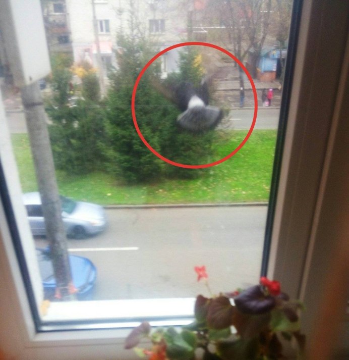 Мертвый голубь на спине