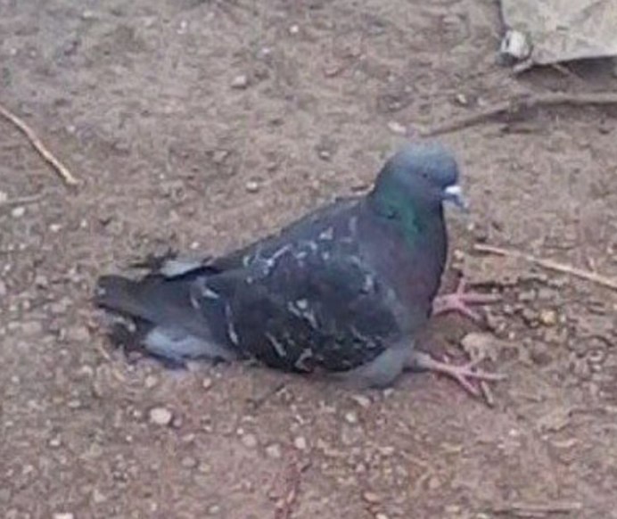 Голубь сидит
