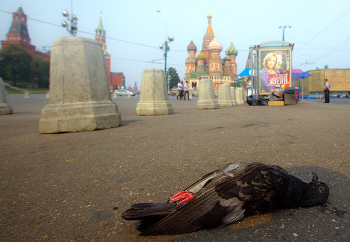 Голубь спрыгнул с крыши