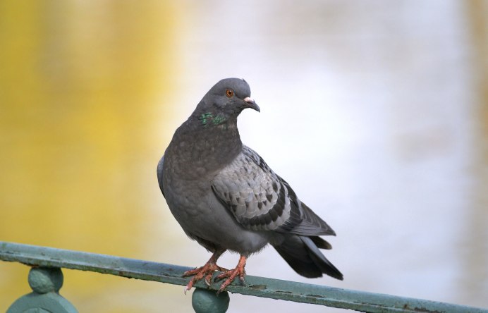 Голубь Лондон Pigeon