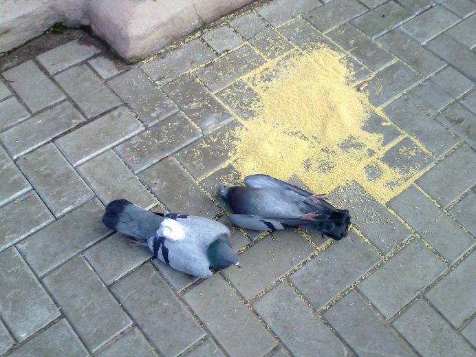 Голуби на окна