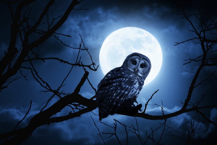 Night Owl (Найт Оул - "ночная Сова").