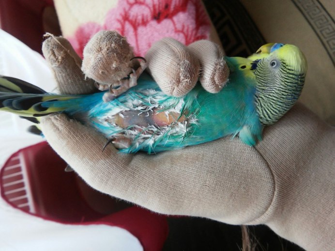 Feed Parrot