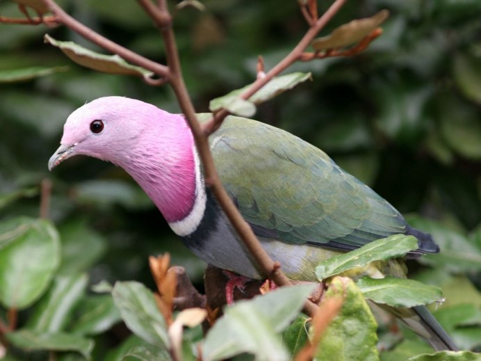 Treron calvus