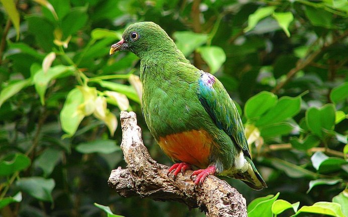 Treron sieboldii