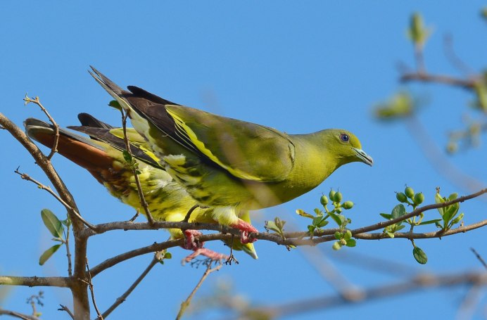 African Green Pigeon - Treron calvus