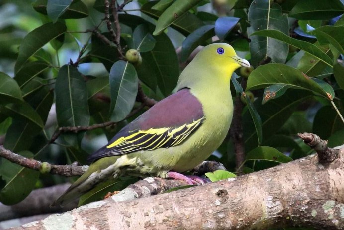 Treron sieboldii
