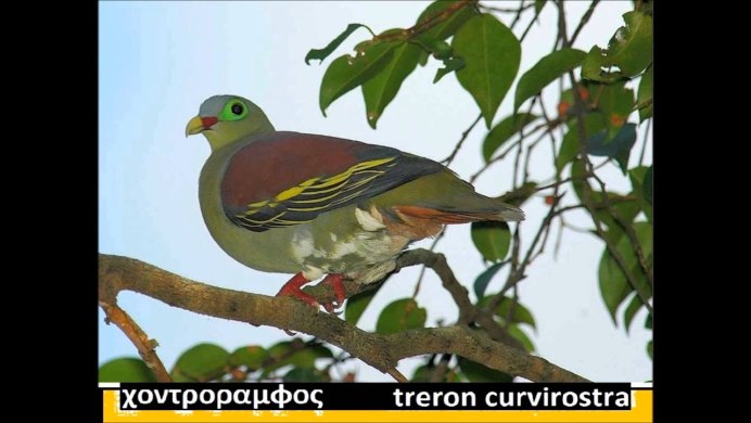 Толстоклювый зелёный голубь