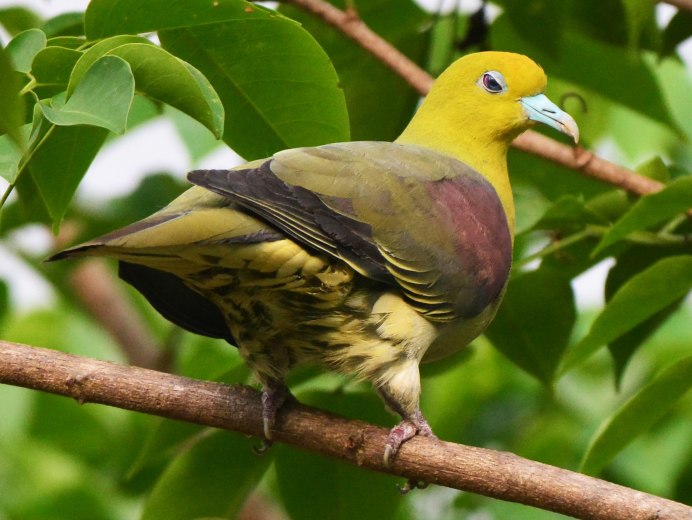 Африканский зелёный голубь (Treron calvus)