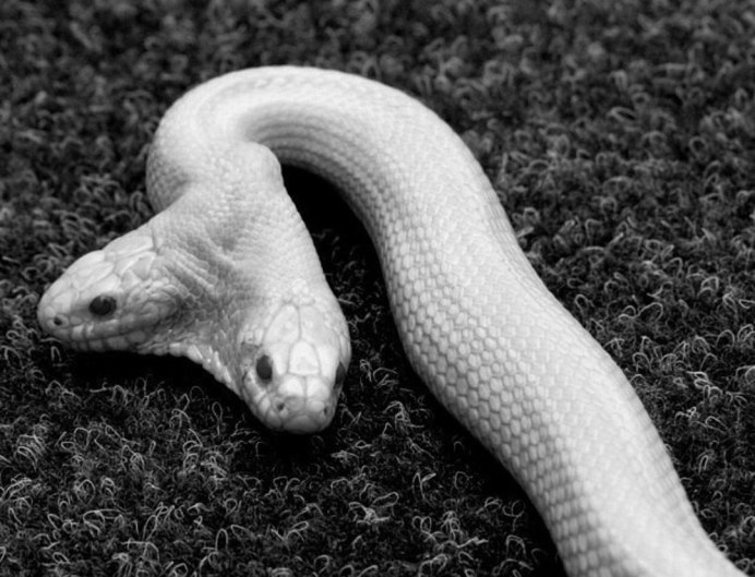 Домашняя змея породы красивая