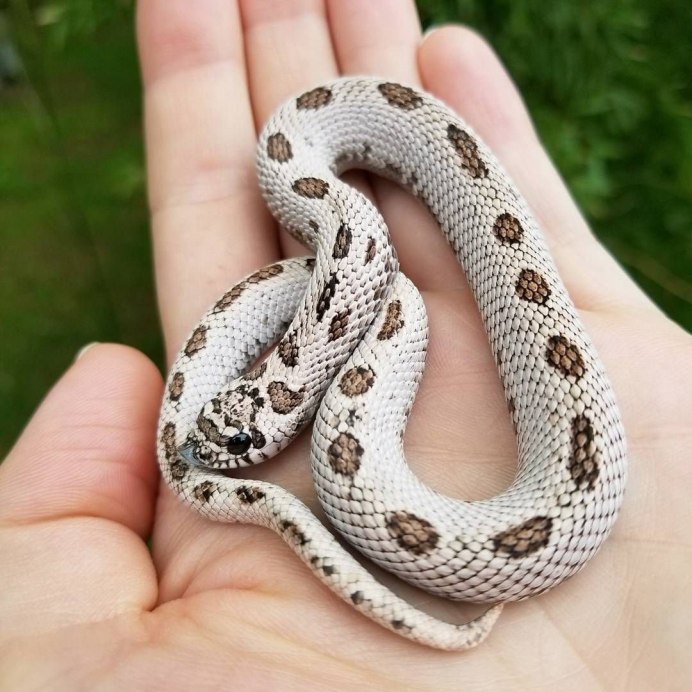 Черная змея