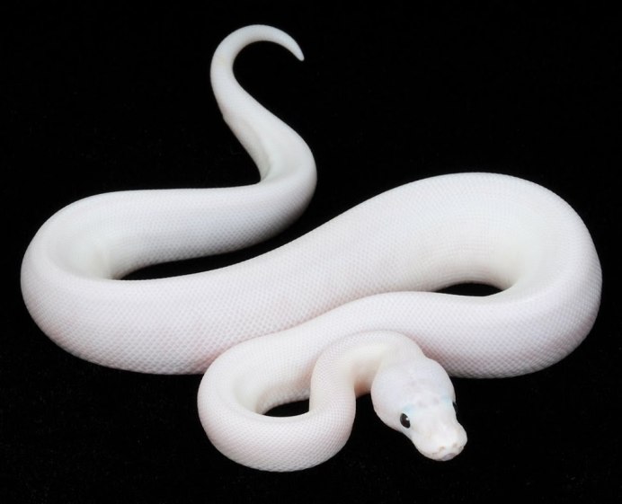 Питон на белом фоне