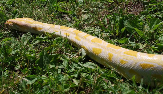 Анаконда мифология