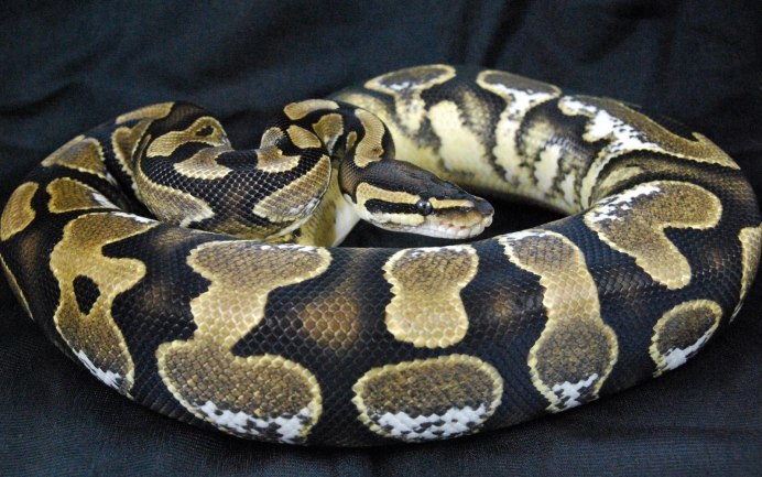 Королевский питон Эстетика