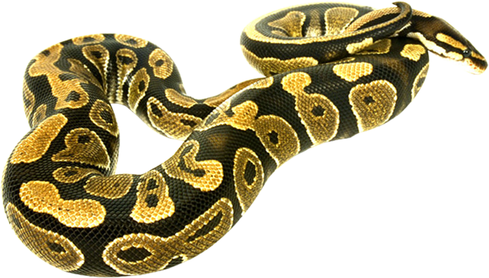 Королевский Пито нальбиносец