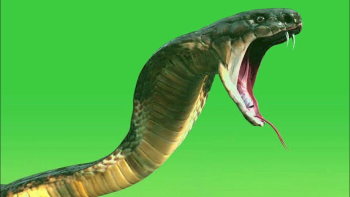 Змея гадюка обыкновенная