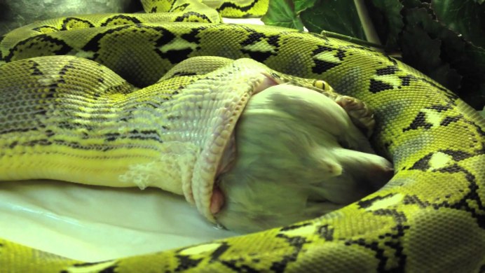 Желто черный питон