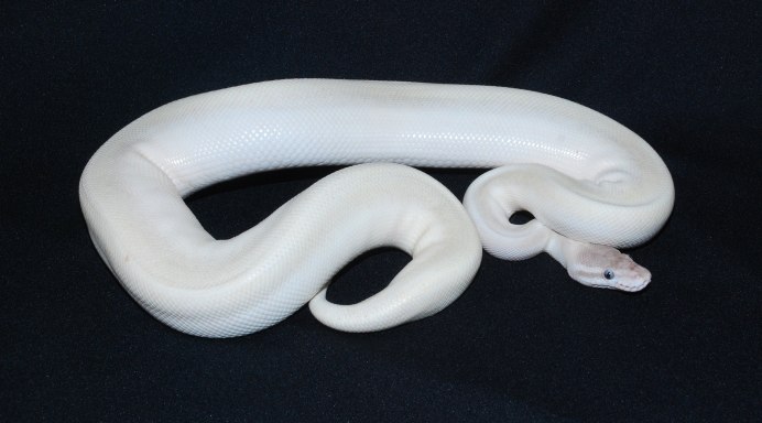 Королевский питон Albino