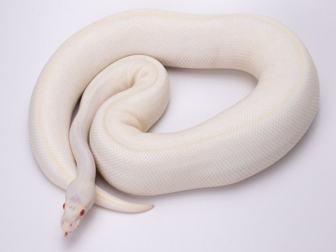 Удав и гадюка