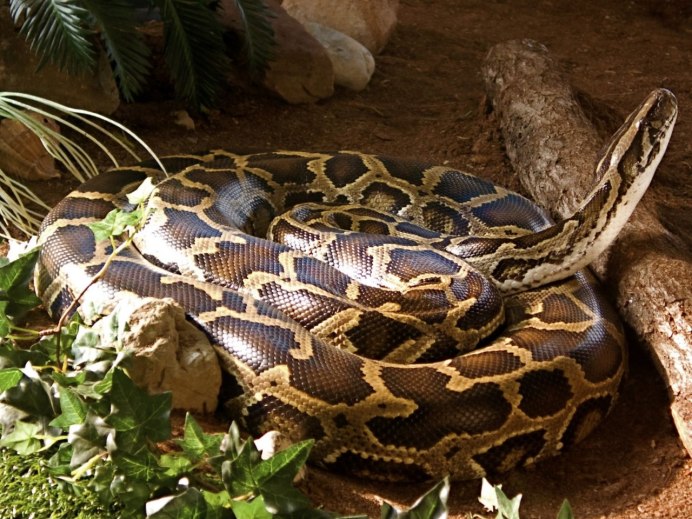 Королевский питон Albino