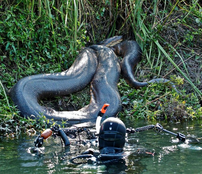 Королевский питон Пегги