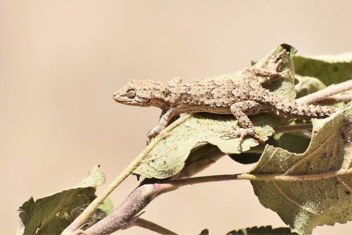 Геккон Tarentola mauritanica