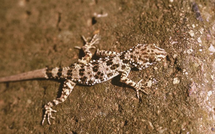Cyrtopodion caspius