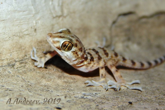 Tenuidactylus Bogdanovi