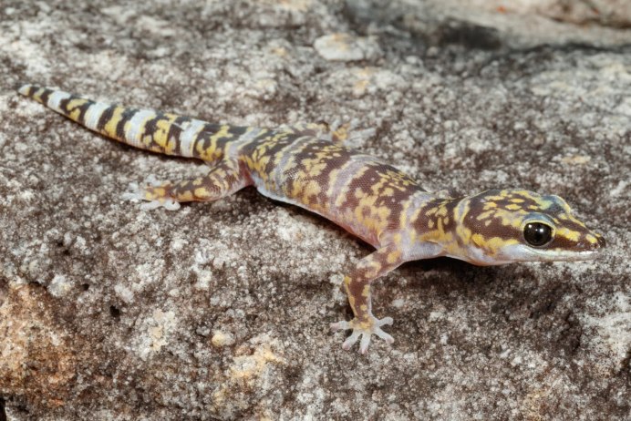 Оки (Gekko Gecko)
