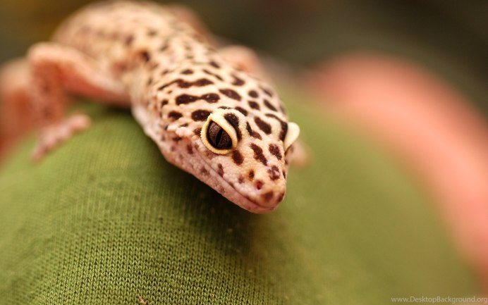 Геккон Hemiphyllodactylus