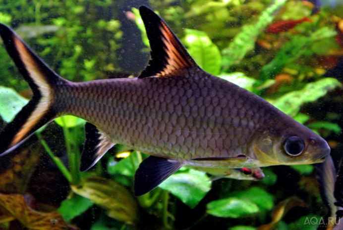 Puntius melanampyx