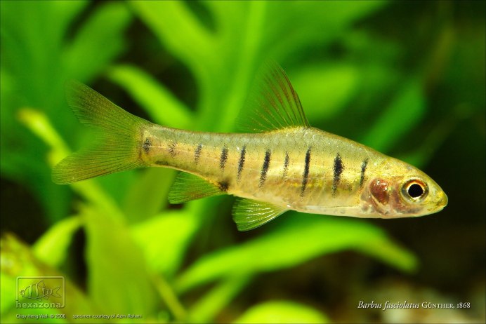 Барбус олиголепис (Oliotius oligolepis)